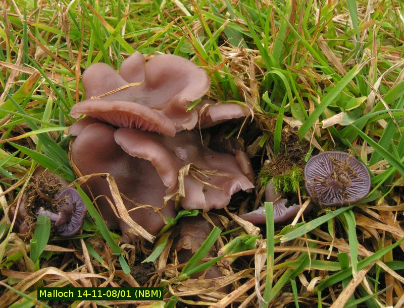 Picture of Lepista sordida